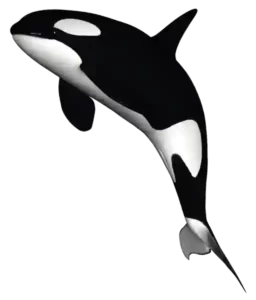 orca saltando orlando
