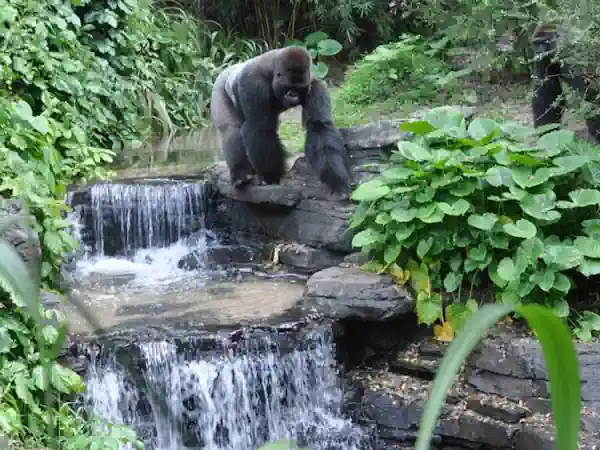 Gorillas Forest Exploratio Trail Animal Kingdom , Disney World, Orlando