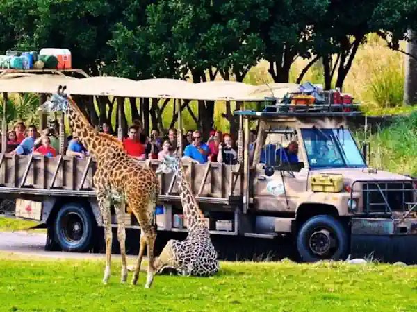 Kilimanjaro Safari Animal Kingdom , Disney World, Orlando