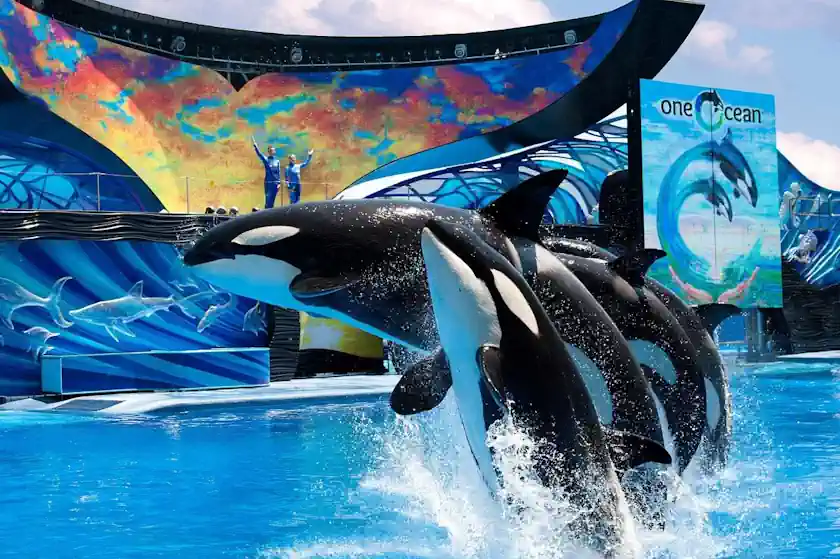 Show de orcas en SeaWorld orlando